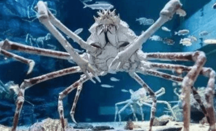 世界上最大的螃蟹（世界上最大的螃蟹长4米）