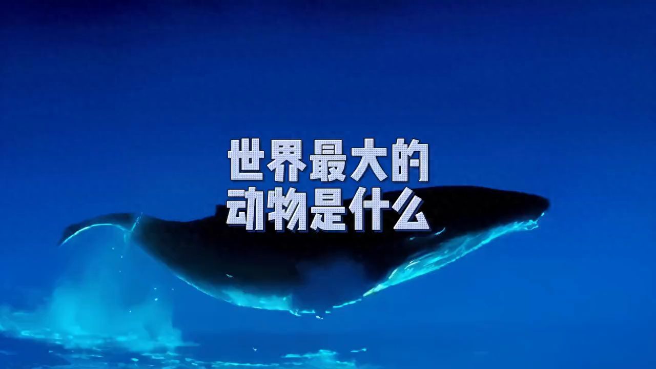 蓝鲸的资料（世界最大的动物是什么，蓝鲸的壮丽与奇迹 #海洋动物科普）(图1)