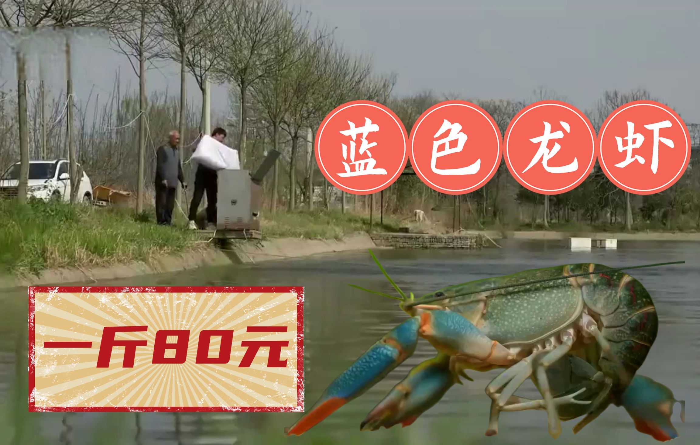 蓝龙虾多少钱一斤（蓝色龙虾80元一斤一年卖出2000万元）