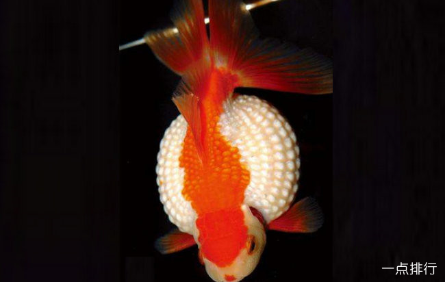 珍珠鳞金鱼