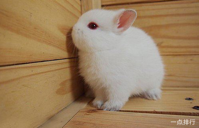 波兰兔‍