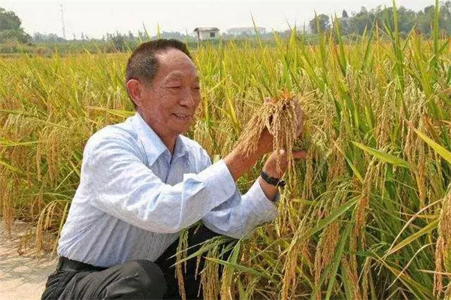 袁隆平研究水稻