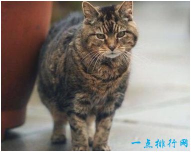 世界上最长寿的猫——露西