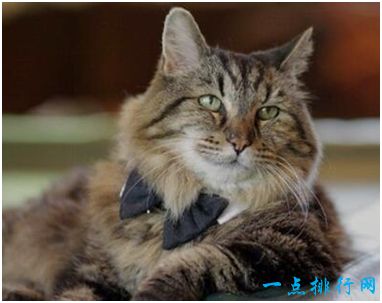 现存世界上最长寿的猫——卡德罗伊