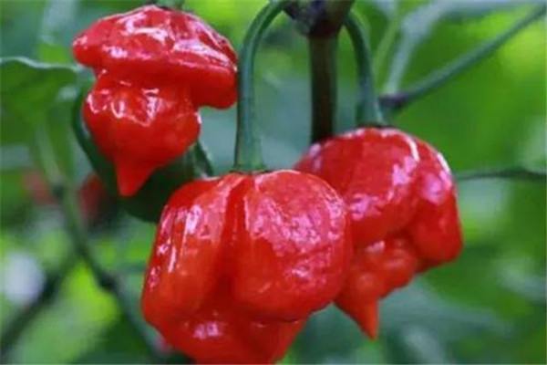世界上最辣的十大辣椒 哈瓦那辣椒上榜红巨椒很是毒辣(图2)