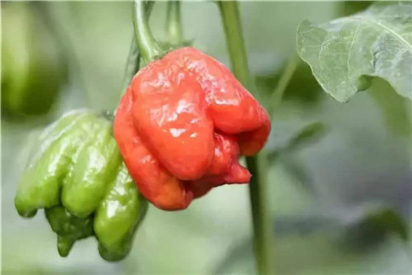世界上最辣的十大辣椒 哈瓦那辣椒上榜红巨椒很是毒辣(图6)