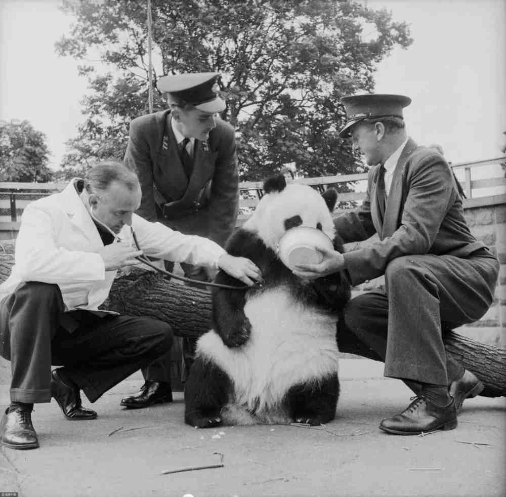伦敦动物园曾经用飞机运输过大熊猫姬姬.图为 1958 年，姬姬正在进行第一次体检.